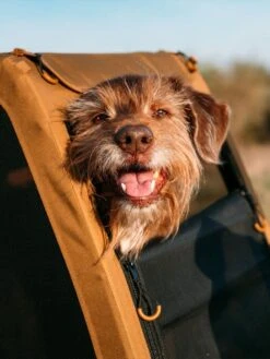 Croozer Dog Peppa 24 Croozer Dog Peppa -Trail Outfitters Shop 121000818 11 1280x1280